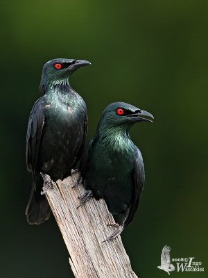 Adult Asian Glossy Starling