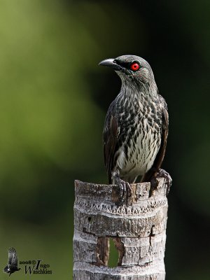 Immature Asian Glossy Starling
