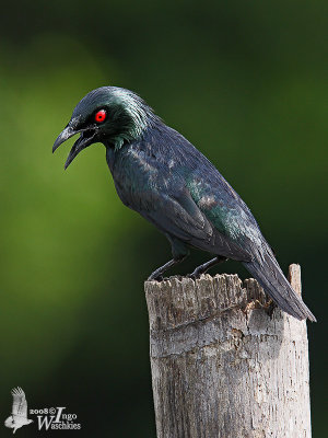 Adult  Asian Glosssy Starling