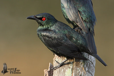 Adult  Asian Glosssy Starling