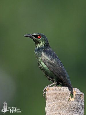 Adult Asian Glossy Starling