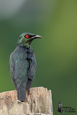 Adult Asian Glossy Starling