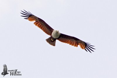 Adult Brahminy Kite