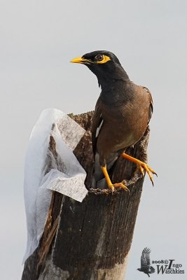 Common Myna