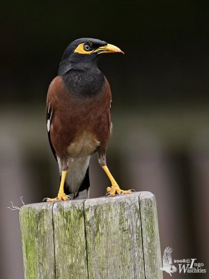 Common Myna