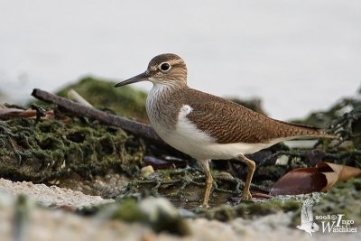 Common Sandpiper