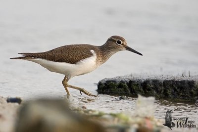 Common Sandpiper