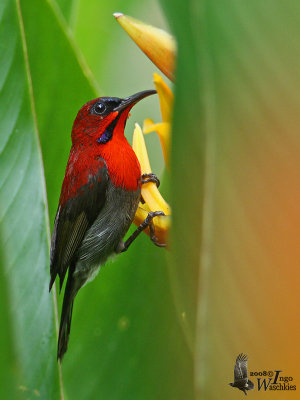 Male Crimson Sunbird