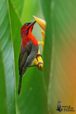 Male Crimson Sunbird