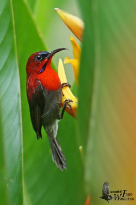 Male Crimson Sunbird