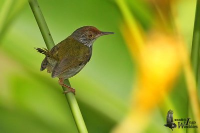 Female Common Tailorbird