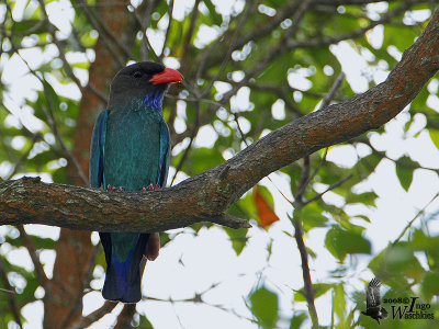 Adult Oriental Dollarbird