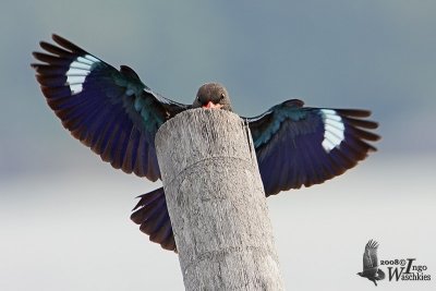 Adult Oriental Dollarbird