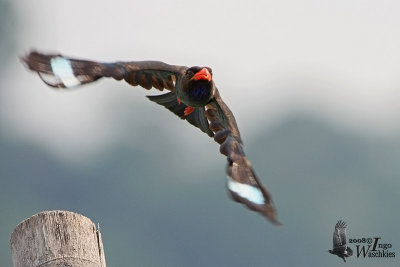 Adult Oriental Dollarbird