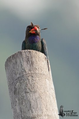 Adult Oriental Dollarbird