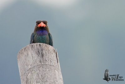 Adult Oriental Dollarbird