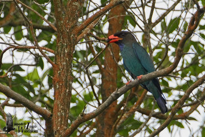 Adult Oriental Dollarbird