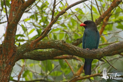 Adult Oriental Dollarbird