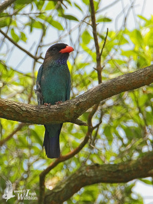 Adult Oriental Dollarbird