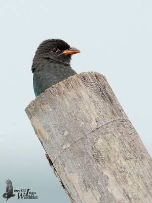 Juvenile Oriental Dollarbird