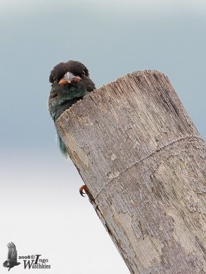 Juvenile Oriental Dollarbird