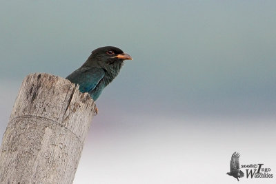 Juvenile Oriental Dollarbird