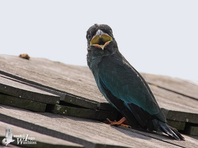 Juvenile Oriental Dollarbird