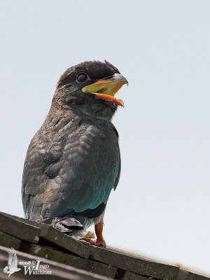 Juvenile Oriental Dollarbird