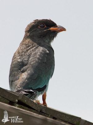 Juvenile Oriental Dollarbird