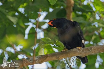 Adult Common Hill Myna