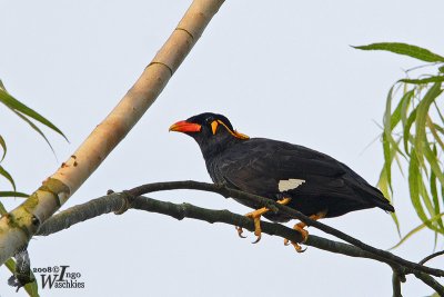 Adult Common Hill Myna