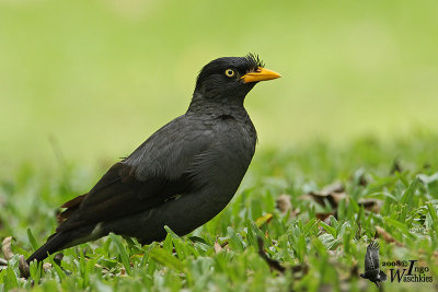 Adult Javan Myna