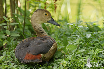 Lesser Whistling Duck