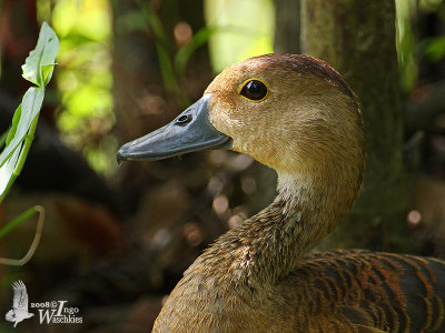 Lesser Whistling Duck