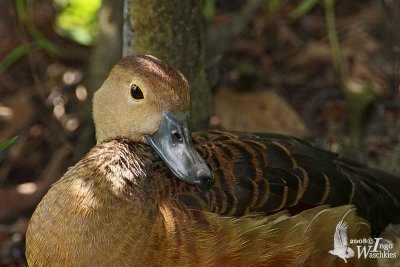 Lesser Whistling Duck