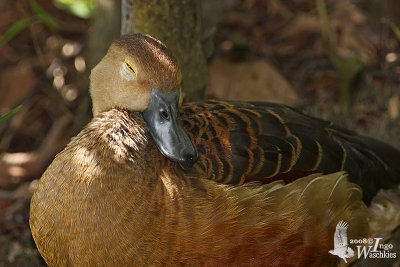 Lesser Whistling Duck