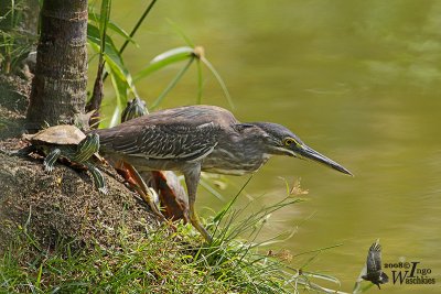 Immature Striated Heron (ssp. javanica)