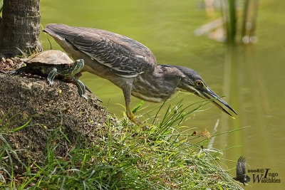 Immature Striated Heron (ssp. javanica)