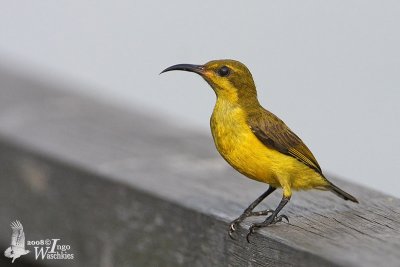 Juvenile Olive-backed Sunbird (ssp. ornatus)