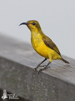 Juvenile Olive-backed Sunbird (ssp. ornatus)