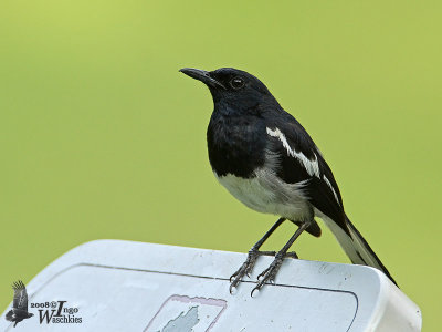 Male Oriental Magpie-Robin