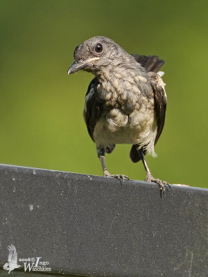 Juvenile Oriental Magpie-Robin