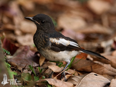 Juvenile Oriental Magpie-Robin