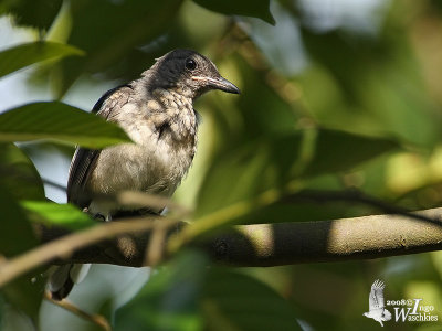 Juvenile Oriental Magpie-Robin