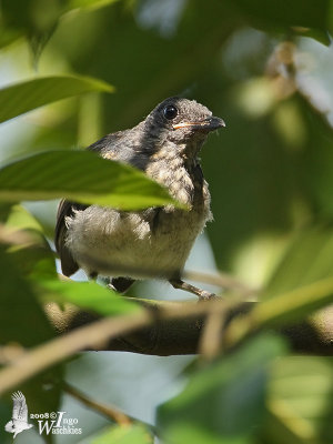 Juvenile Oriental Magpie-Robin