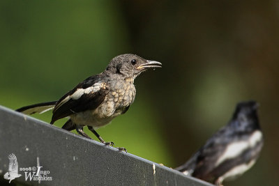 Juvenile Oriental Magpie-Robin