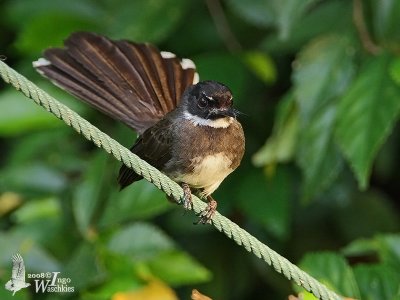 Adult Pied Fantail