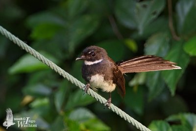 Adult Pied Fantail