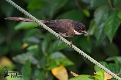 Adult Pied Fantail