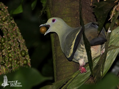 Female Pink-necked Green Pigeon